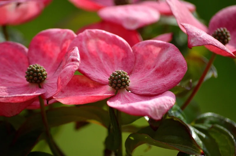 Japanischer Blumen-Hartriegel Rosy Teacups - Topf-/Containerpflanzen