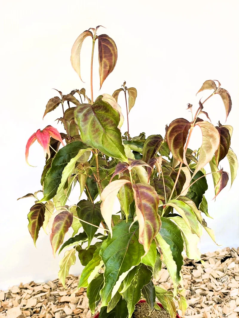 Japanischer Blumen Hartriegel Scarlet Fire - Topf-/Containerpflanzen