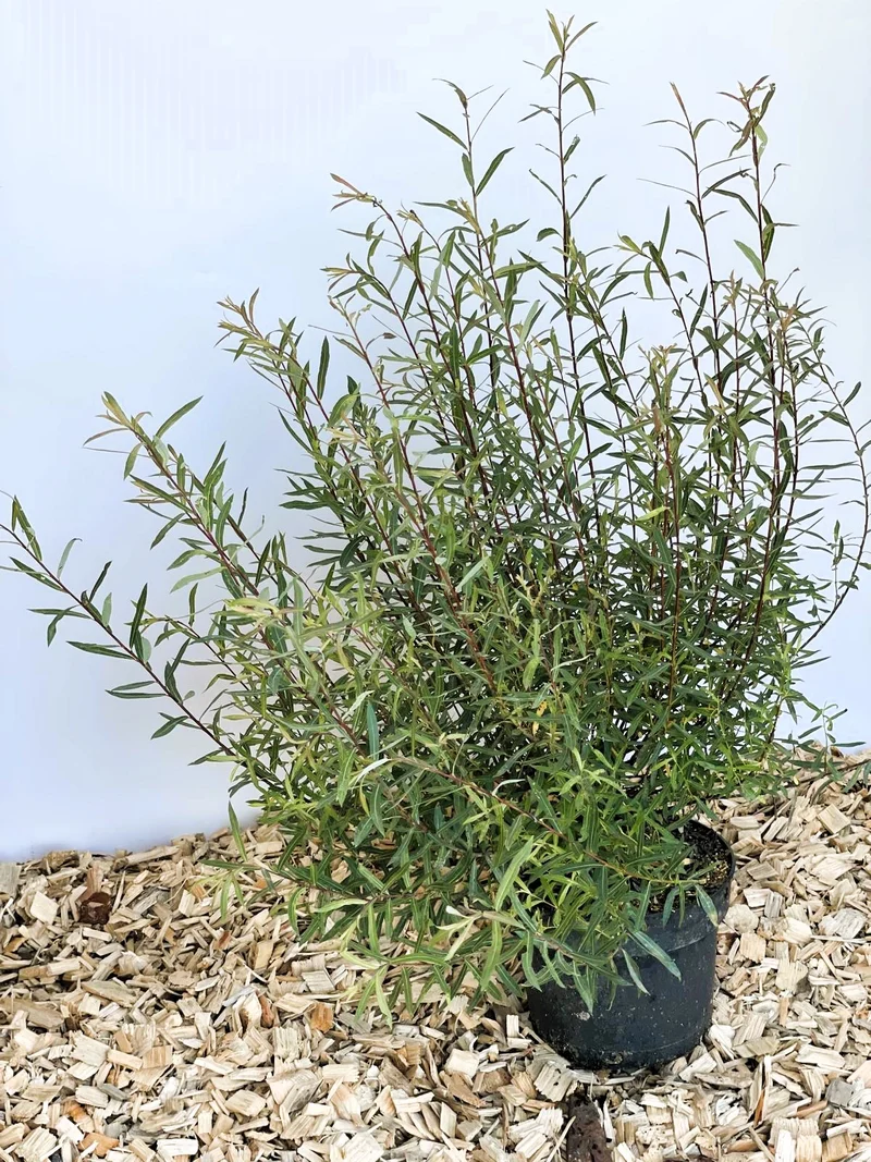 Kugelweide 'Nana' - Topf-/Containerpflanzen