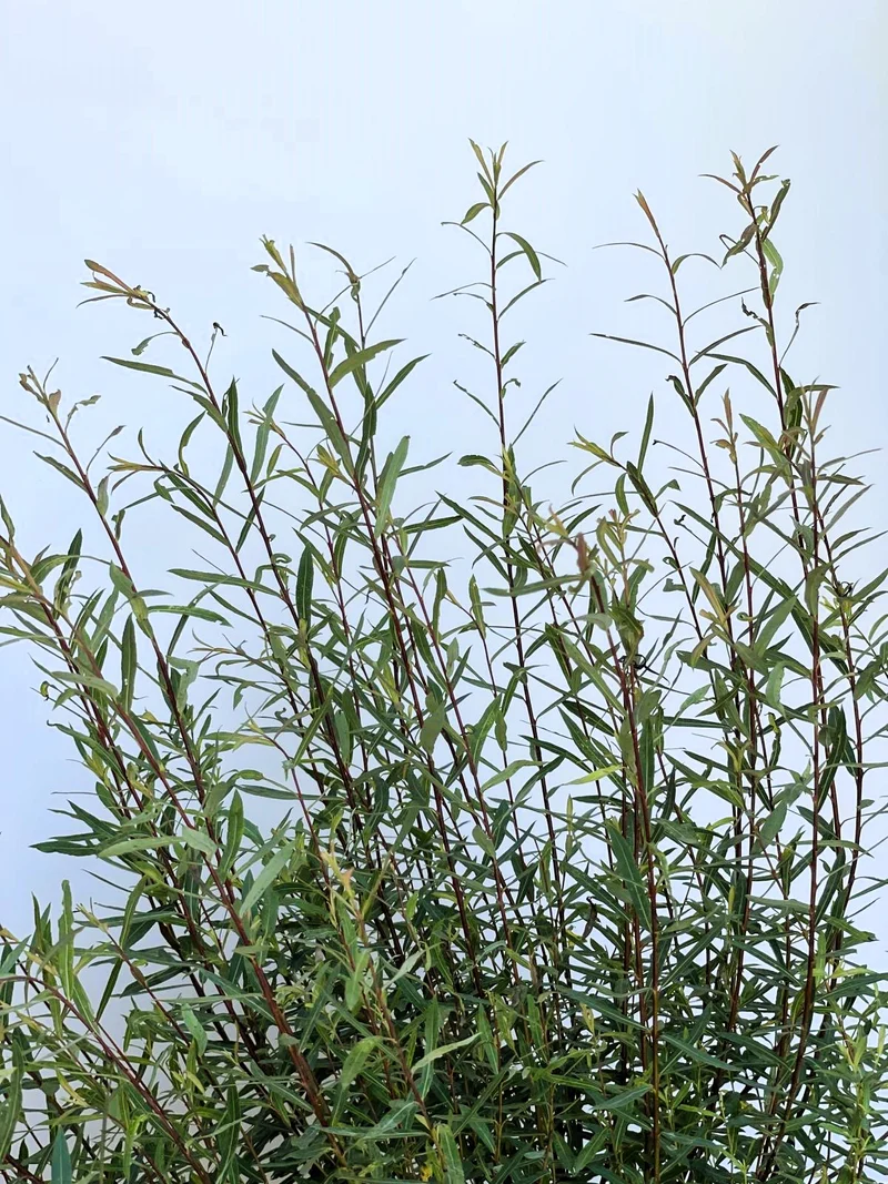 Kugelweide 'Nana' - Topf-/Containerpflanzen