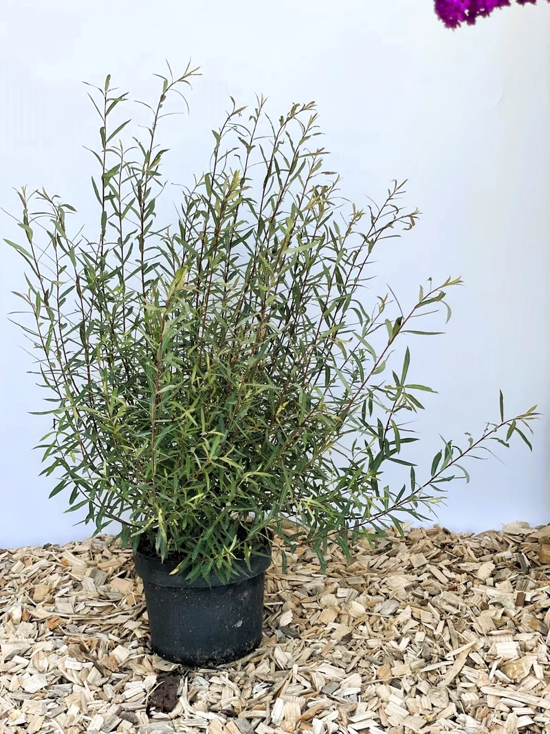 Kugelweide 'Nana' - Topf-/Containerpflanzen