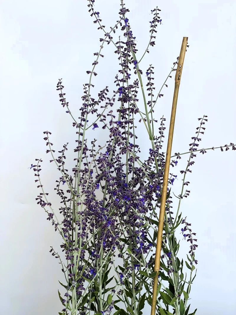 Blauraute Little Spire - Topf-/Containerpflanzen