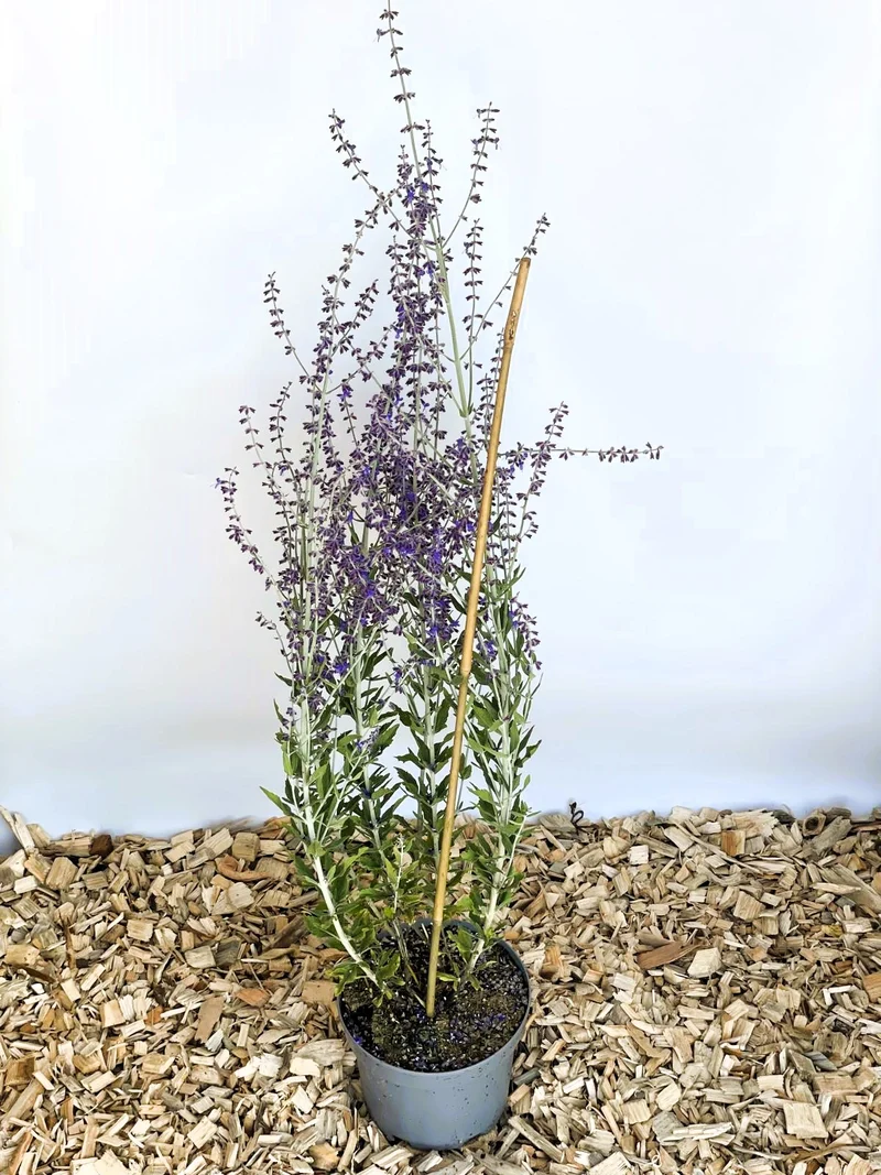Blauraute Little Spire - Topf-/Containerpflanzen