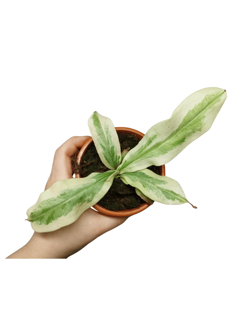 Nepenthes Viking x Ampullaria Variegata
