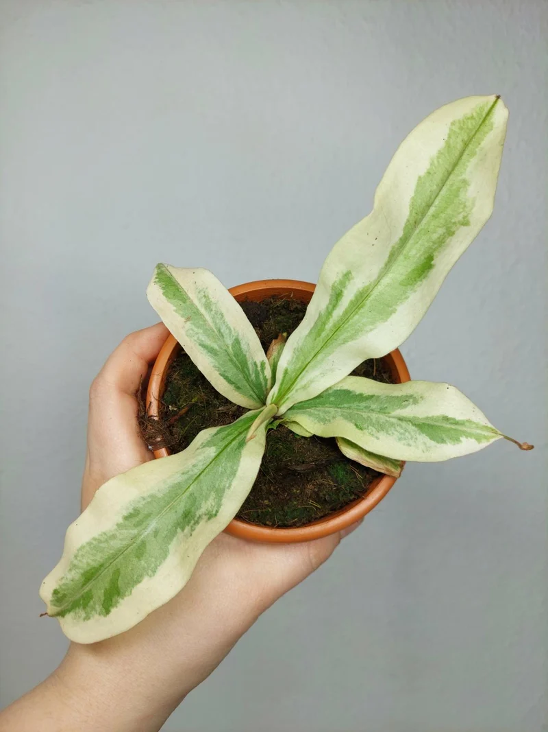 Nepenthes Viking x Ampullaria Variegata
