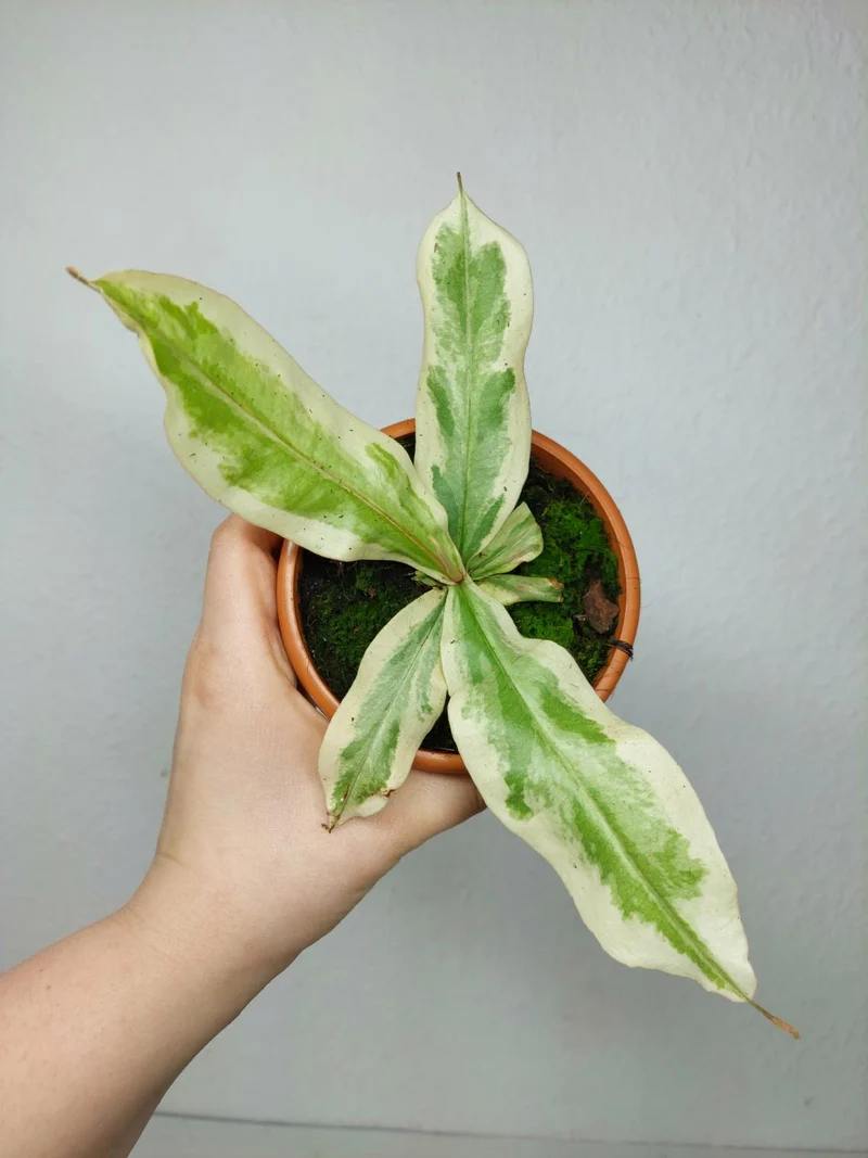 Nepenthes Viking x Ampullaria Variegata