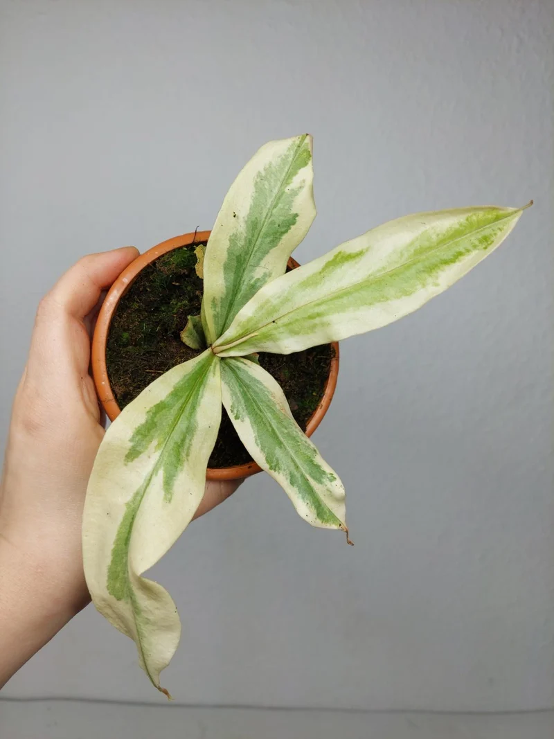Nepenthes Viking x Ampullaria Variegata