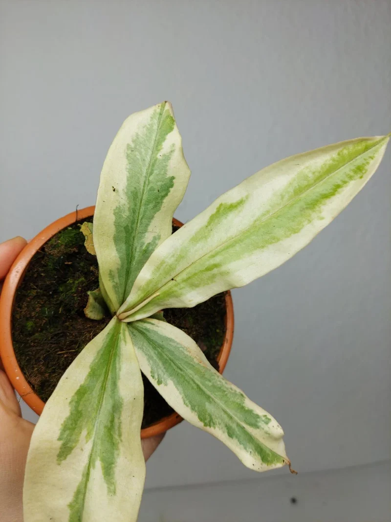 Nepenthes Viking x Ampullaria Variegata