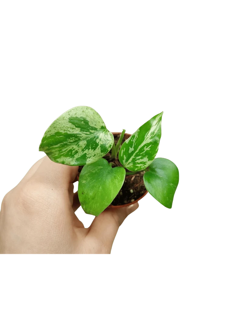 Monstera Bulbasaur