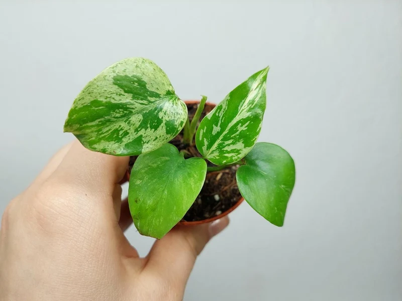 Monstera Bulbasaur