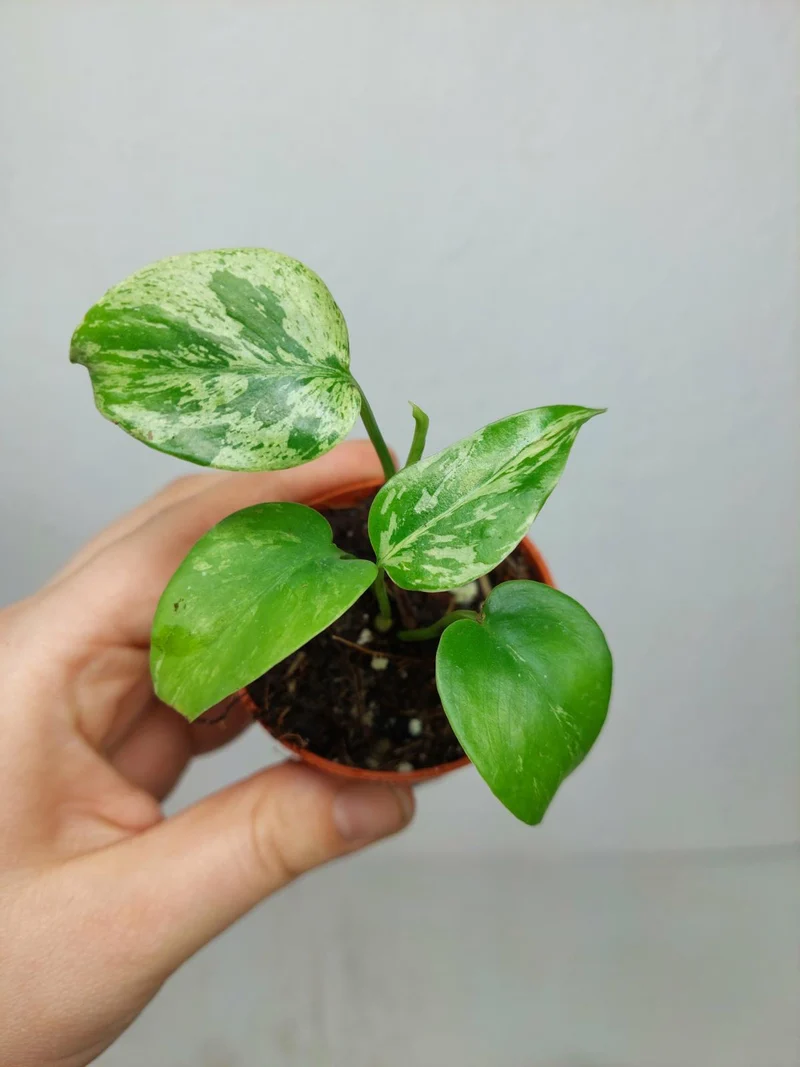 Monstera Bulbasaur