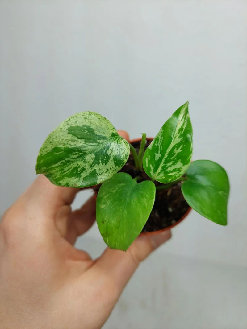 Monstera Bulbasaur