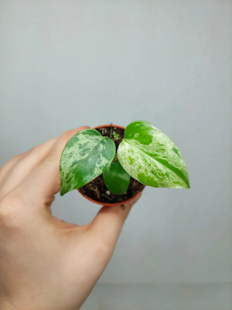 Monstera Bulbasaur