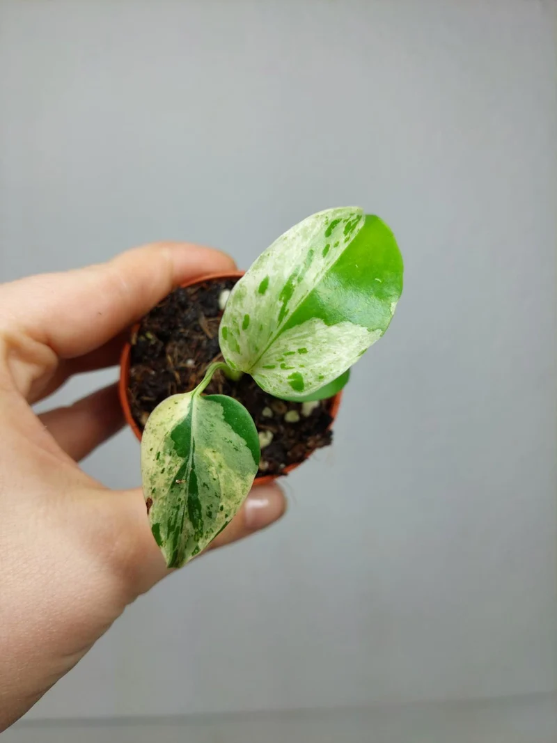 Monstera Bulbasaur