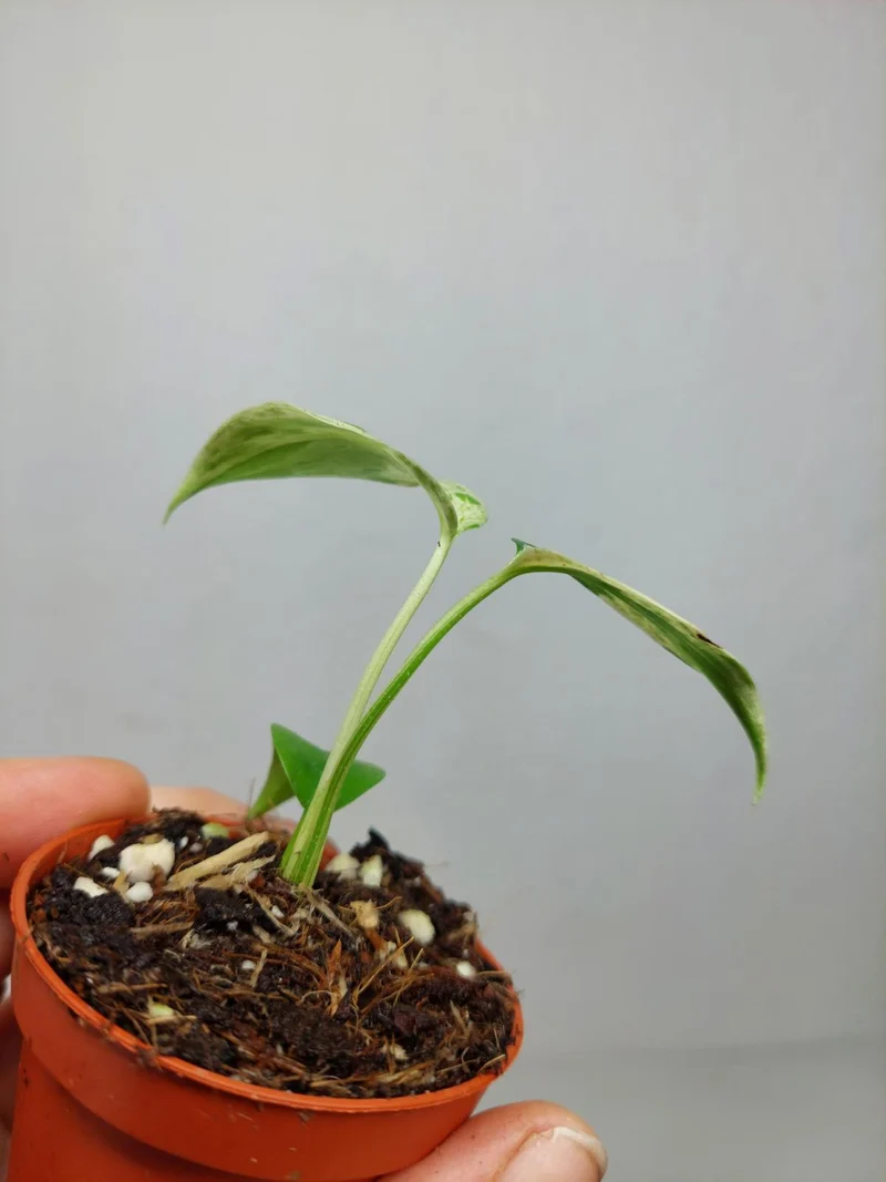 Monstera Bulbasaur