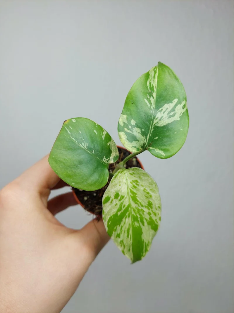 Monstera Bulbasaur