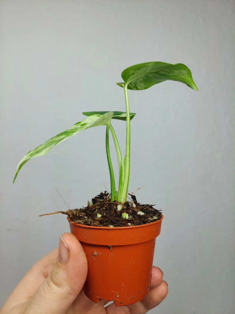 Monstera Bulbasaur