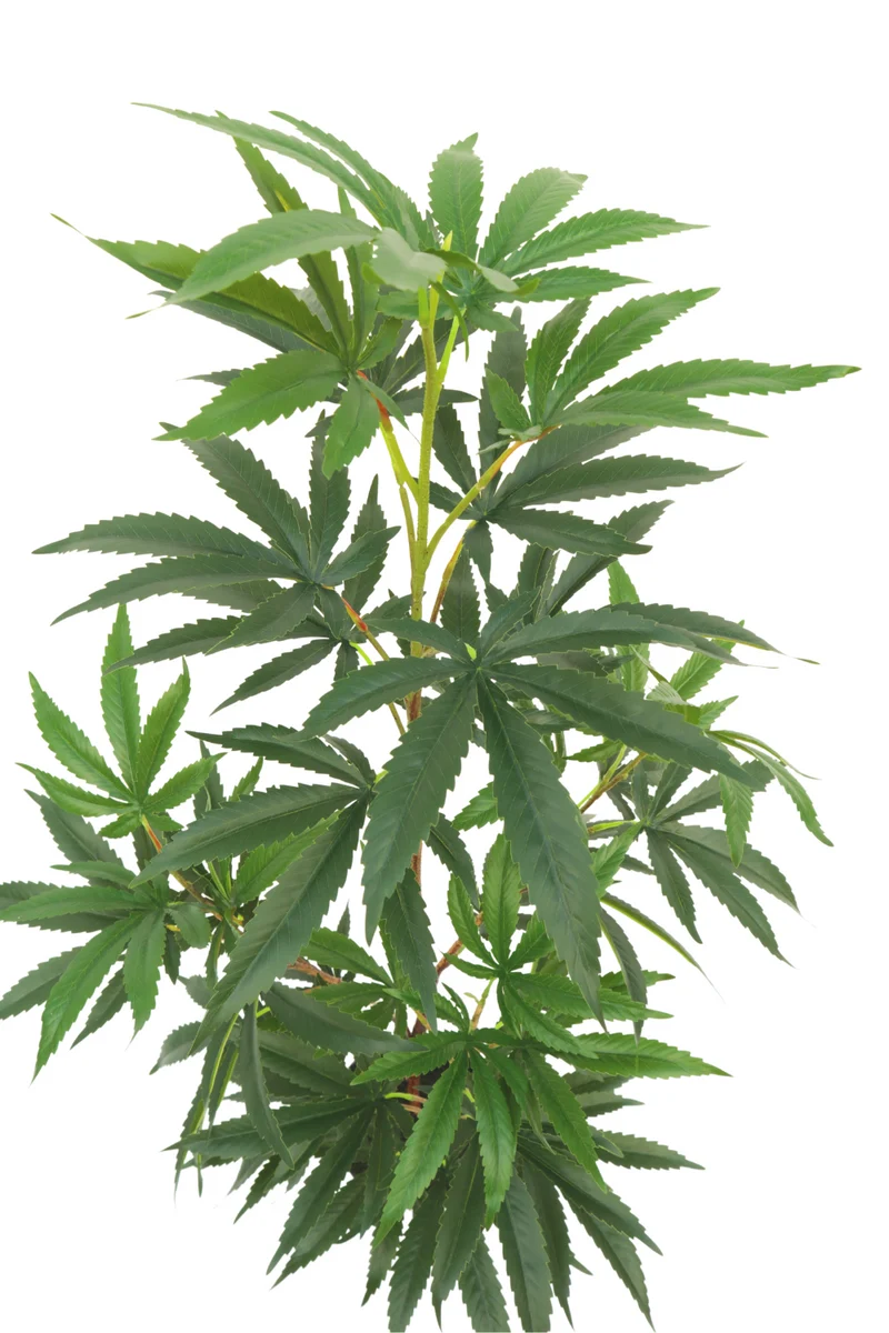Aralia Kunstpflanze 100cm