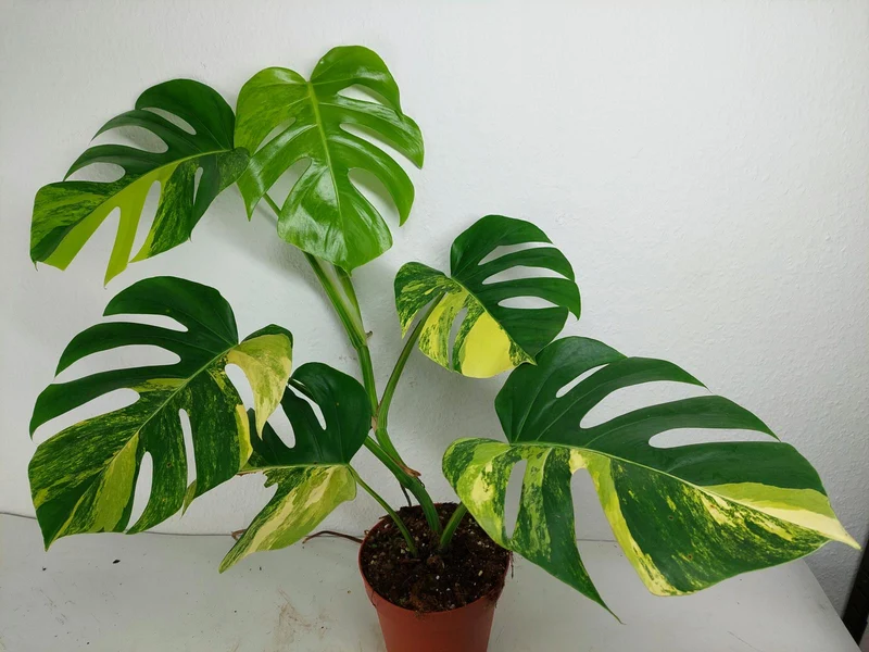 Monstera Aurea