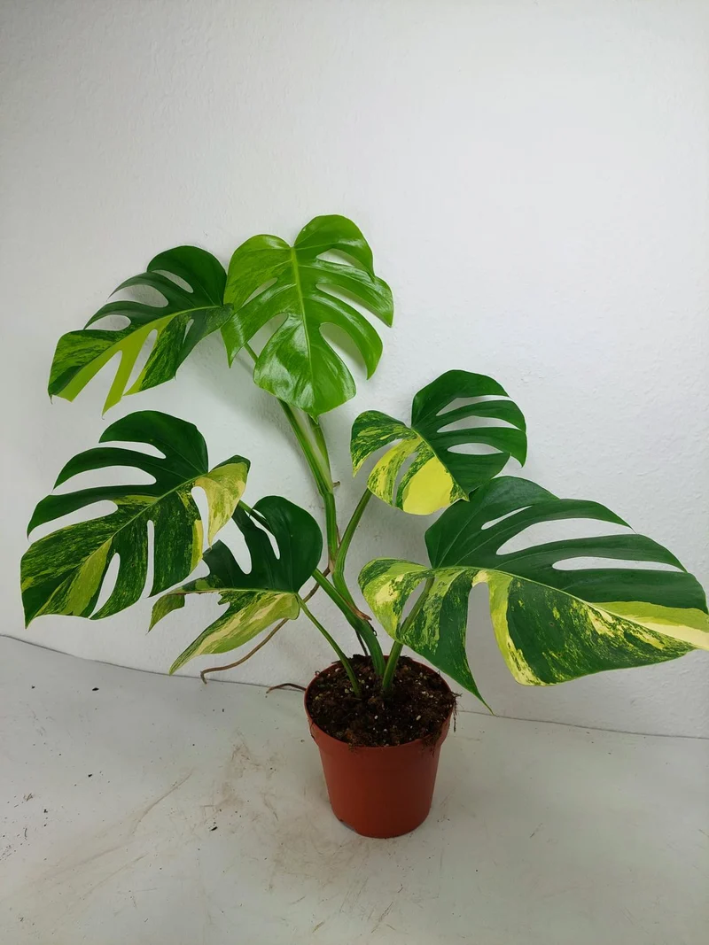 Monstera Aurea