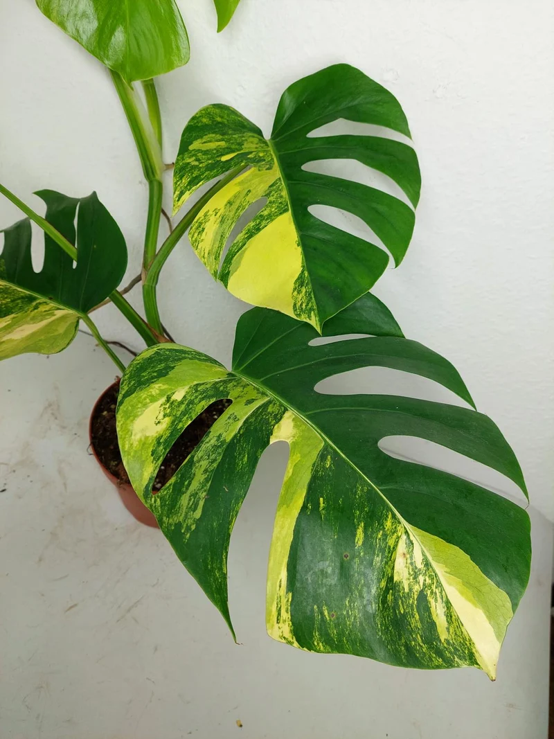 Monstera Aurea