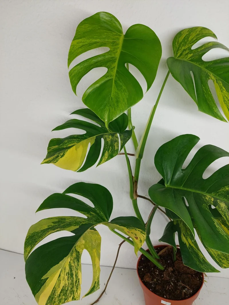 Monstera Aurea