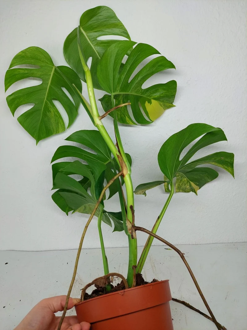 Monstera Aurea