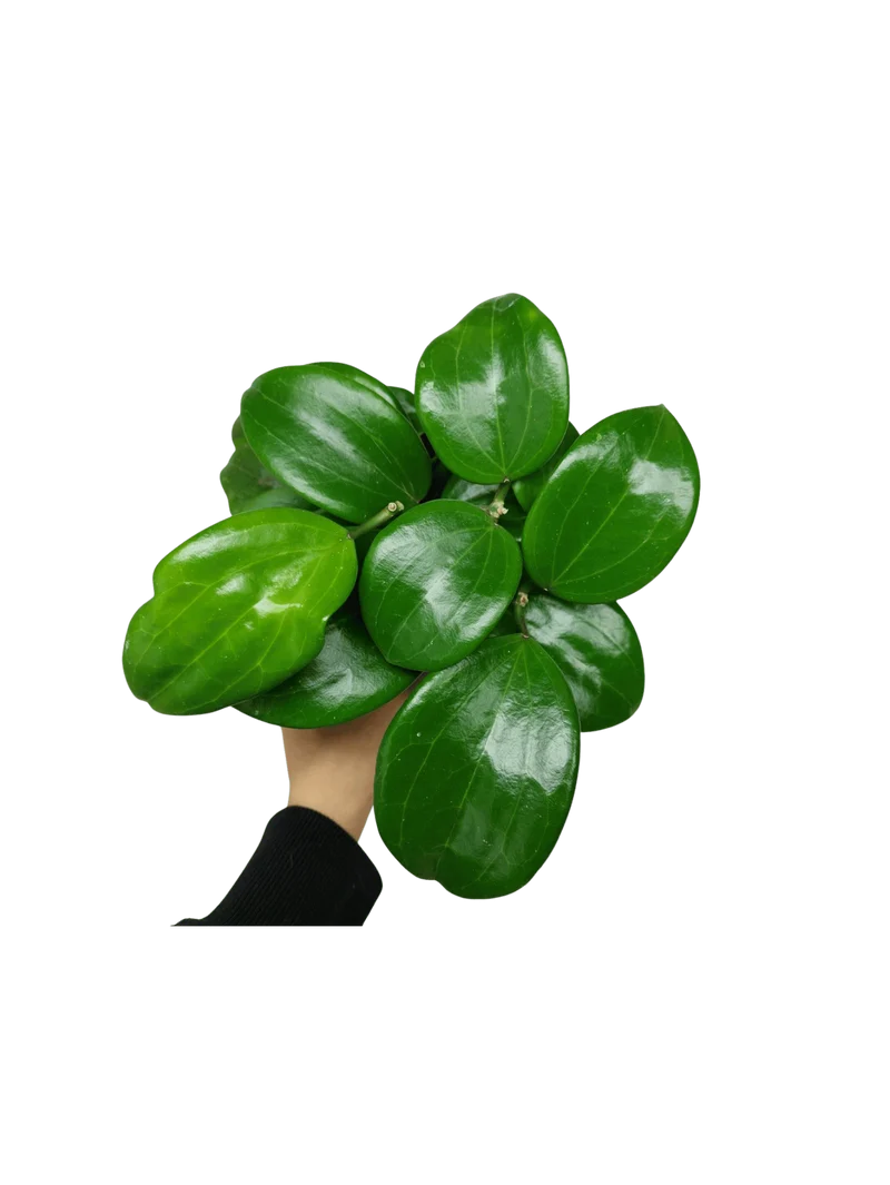 Hoya Quinquenervia