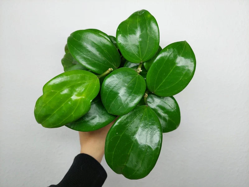 Hoya Quinquenervia