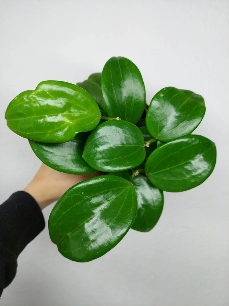 Hoya Quinquenervia