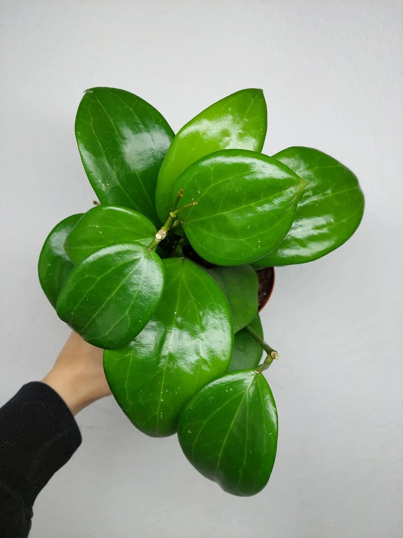 Hoya Quinquenervia