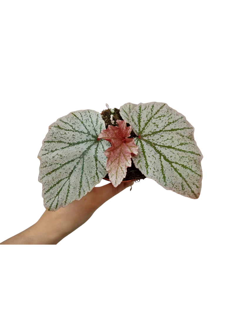 Begonia Pink Minx