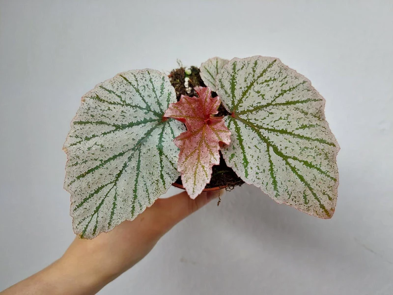 Begonia Pink Minx