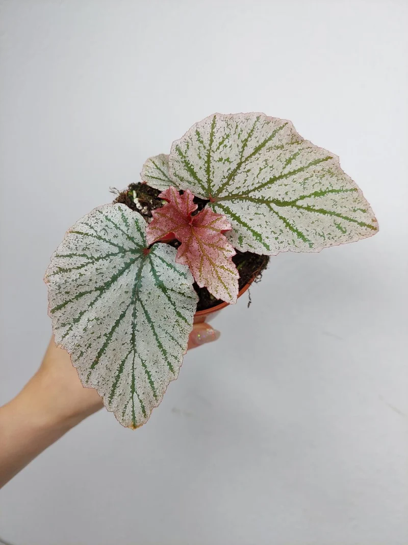 Begonia Pink Minx
