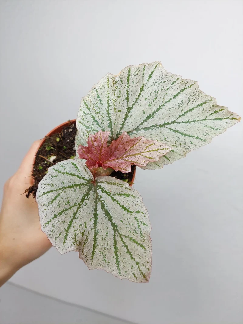 Begonia Pink Minx