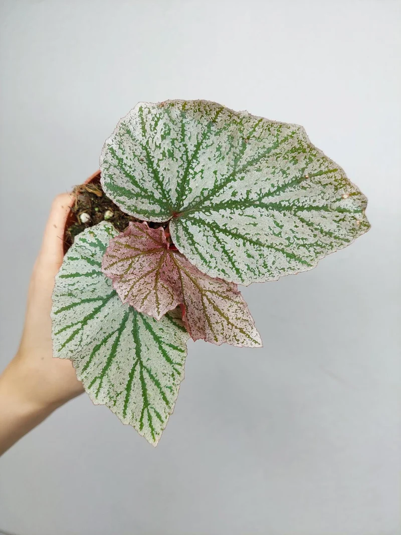 Begonia Pink Minx
