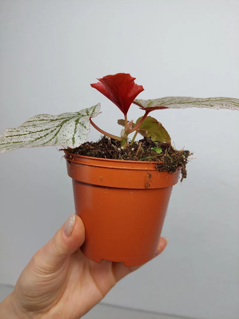 Begonia Pink Minx