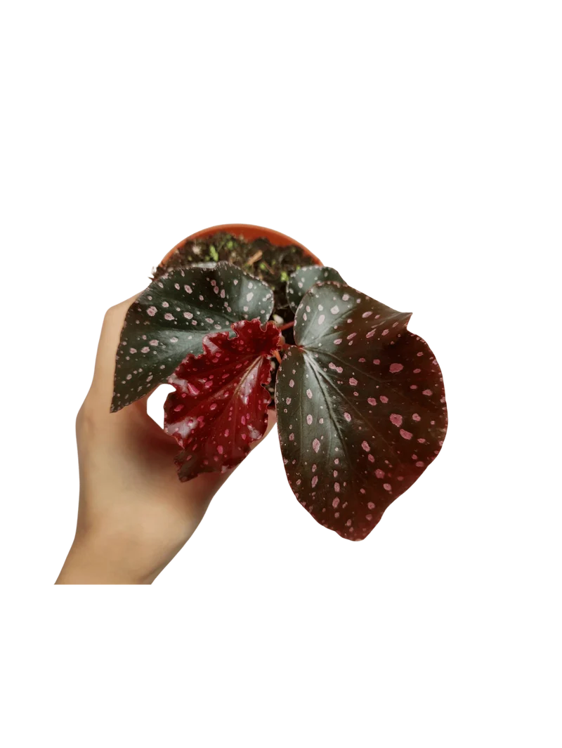 Begonia NoId