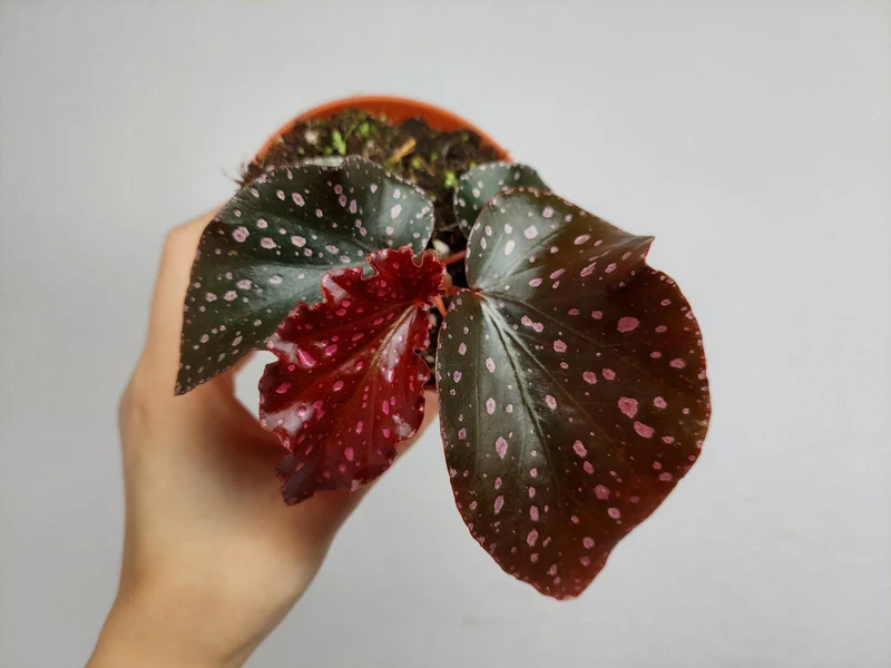 Begonia NoId