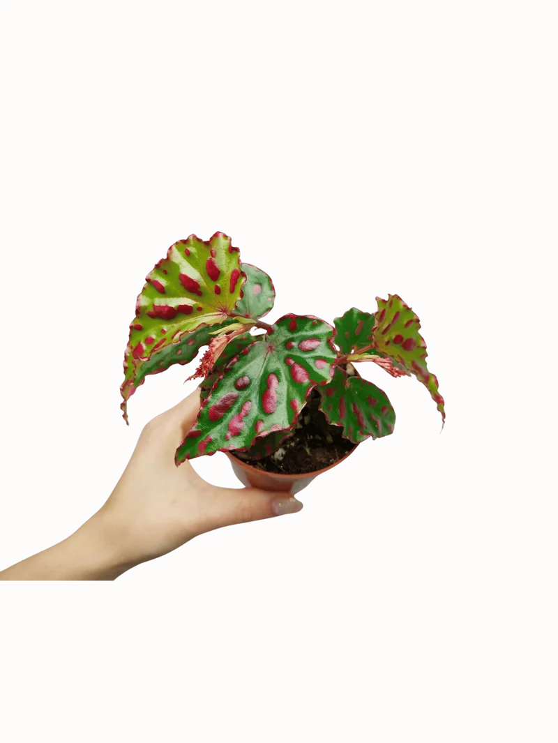 Begonia Pink Dottie