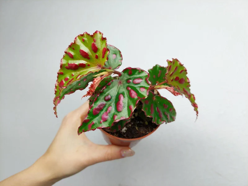Begonia Pink Dottie