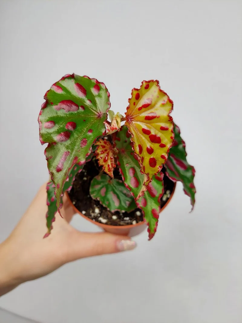 Begonia Pink Dottie