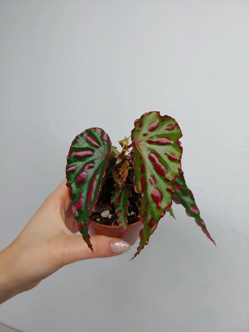 Begonia Pink Dottie