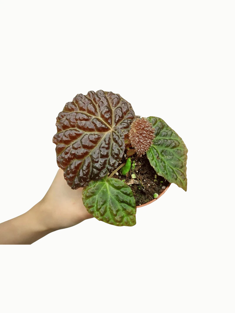 Begonia Ferox