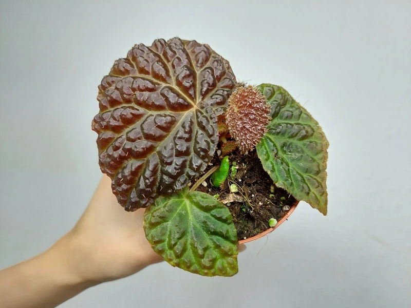Begonia Ferox