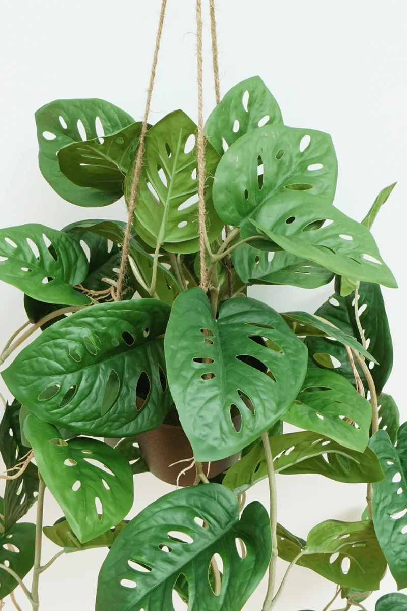 Monstera Monkey Bush künstliche Hängepflanze 95cm