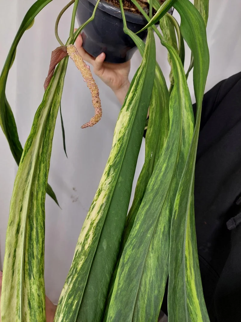 Anthurium Vittarifolium Aurea Samen