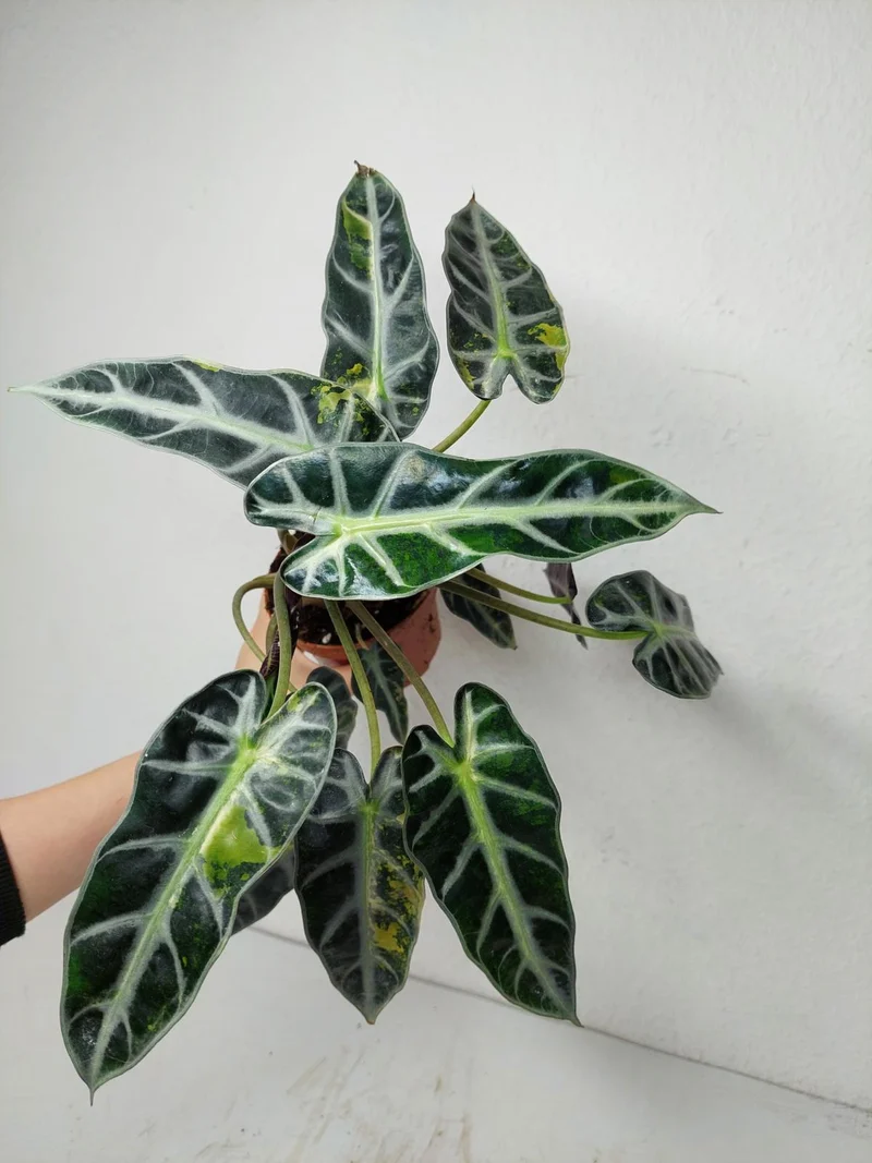 Alocasia Bambino Aurea (Rhizom / Bulbe)