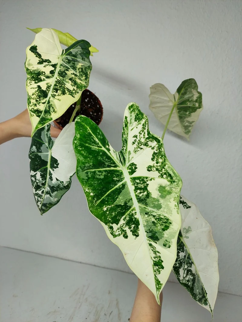 Alocasia Frydek Variegata (Rhizom / Bulbe)