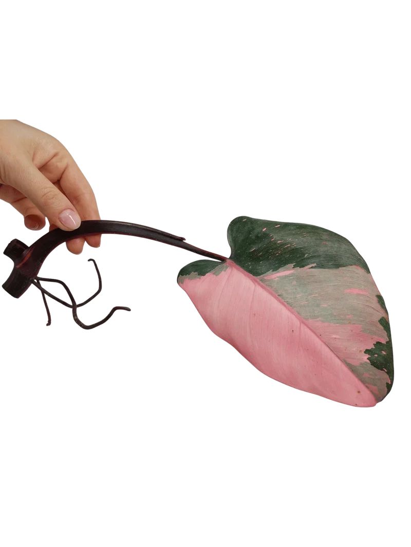 Philodendron Pink Princess Steckling